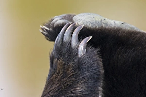 Grizzly Bear (Ursus arctos horribilis) Paws and Claws Grizzly Bear (Ursus arctos horribilis) Paws and Claws