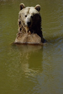 Grizzly Bear (Ursus horribilis) Bear World, Wyoming. USA Grizzly Bear (Ursus horribilis) Bear World, Wyoming. USA