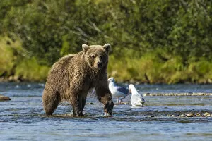 Grizzly or brown bear (Ursus arctos), Moraine Creek (River), Katmai National Park and Reserve