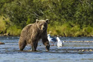 Grizzly or brown bear (Ursus arctos), Moraine Creek (River), Katmai National Park and Reserve Grizzly or brown bear (Ursus arctos), Moraine Creek (River), Katmai National Park and Reserve