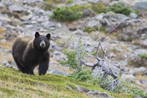 <b class=qtipBold><figcaption>Grizzly Colored Black Bear</figcaption></b><br><em>© Ken Archer / DanitaDelimont.com</em> Grizzly Colored Black Bear