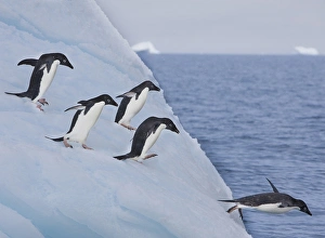 Adelie Penguin Gallery: A group of adelie penguins leap off the edge of the iceberg they were resting