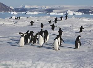 Adelie Penguin Gallery: A group of adelie penguins loaf on sea ice near their colony on Devil Island