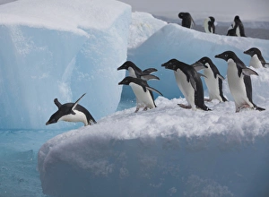 Adelie Penguin Gallery: A group of adelie penguins run towards the edge of the iceberg they are resting