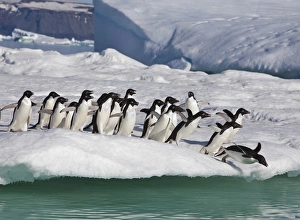 Adelie Penguin Gallery: A group of adelie penguins rush to the edge of an iceberg to jump into the sea, near