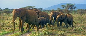 African Elephant (Loxodonta africana), Samburu, Kenya
