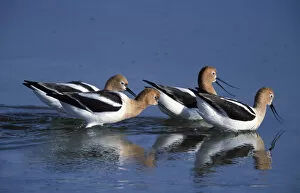 A group of American Avocets, Recurvirostra americana, in a salt water pool on Antelope