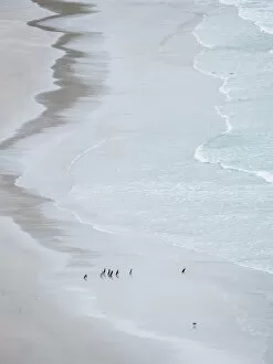 South Atlantic Gallery: Group on empty beach. Magellanic Penguin, Falkland Islands