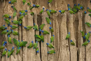 A group of blue-headed parrots cling to the vertical, clay cliffs that line the Manu
