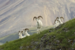A group of dall sheep rams rest on Marmot Rock in Polychrome Pass along the Denali Park A group of dall sheep rams rest on Marmot Rock in Polychrome Pass along the Denali Park