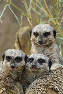 Group of Meerkats, Suricata suricatta, Louisville Zoo, Louisville, Kentucky Group of Meerkats, Suricata suricatta, Louisville Zoo, Louisville, Kentucky