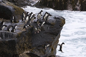 Eudyptes Chrysocome Gallery: A group of Rockhopper penguins jump together into the surf from their rocky perch