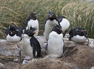 Images Dated 1st January 2009: A group of rockhopper penguins loaf together in the tussock grass of West Point Island