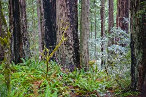 A grove of giant redwoods located in the Lady Bird Johnson Grove of the Redwood National A grove of giant redwoods located in the Lady Bird Johnson Grove of the Redwood National