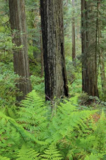 Grove of redwoods, Damnation Creek Trail, Del Norte Coast Redwoods State Park, California Grove of redwoods, Damnation Creek Trail, Del Norte Coast Redwoods State Park, California