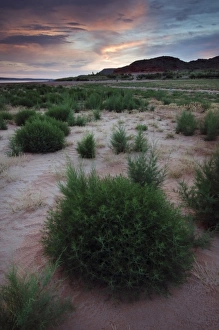 Growth in the dry lakebed of Lake Meredith National Recreation Area, Alibates Flint Growth in the dry lakebed of Lake Meredith National Recreation Area, Alibates Flint