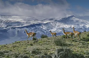 Guanacos graze with backdrop of snowy mountain. Torres Del Paine National Park, Chile Guanacos graze with backdrop of snowy mountain. Torres Del Paine National Park, Chile