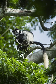 Guereza colobus monkey (Colobus guereza), Lango Bai, Republic of Congo (Congo - Brazzaville)