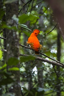 Images Dated 6th March 2016: Guianan cock-of-the-rock (Rupicola rupicola) at Kaieteur Falls GUYANA South America