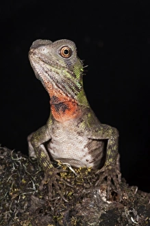 Guichenots Dwarf Iguana (Enyaliodes laticeps), Amazon Rainforest, Pastaza Province Guichenots Dwarf Iguana (Enyaliodes laticeps), Amazon Rainforest, Pastaza Province