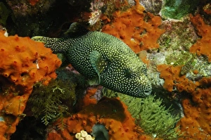 Guineafowl Puffer (Arothron meleagris) off of Wolf Island in the northern archipelago Guineafowl Puffer (Arothron meleagris) off of Wolf Island in the northern archipelago