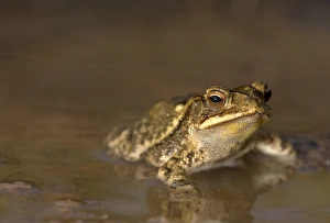Gulf Coast Toad, Bufo valliceps, Texas coastline Gulf Coast Toad, Bufo valliceps, Texas coastline