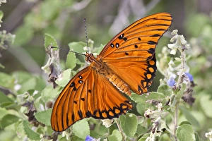 Gulf Fritillary (Agraulis vanillae) nectaring on wild flowers Gulf Fritillary (Agraulis vanillae) nectaring on wild flowers