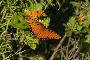 Gulf Fritillary (Agraulis vanillae) butterfly on Lantana flowers Gulf Fritillary (Agraulis vanillae) butterfly on Lantana flowers