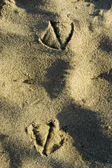 Images Dated 22nd July 2006: Gull tracks, Santa Cruz, California