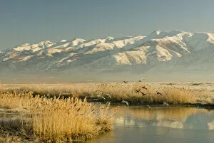 Salt Lake City Gallery: Gulls take flight, Farmington Bay Waterfowl Management Area Utah Division of Wildlife Resources