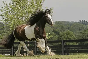 Images Dated 17th February 2014: Gypsy Vanner Horse running, Crestwood, KY
