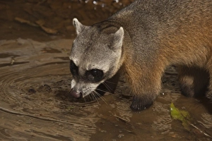 Habituated Crab-eating Raccoon (Procyon cancrivorus). Savannah Rupununi, Guyana including Trinidad Habituated Crab-eating Raccoon (Procyon cancrivorus). Savannah Rupununi, Guyana including Trinidad
