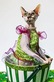 A hairless sphinx cat wearing pearls poses for a portrait (PR) A hairless sphinx cat wearing pearls poses for a portrait (PR)