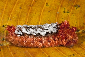 Hairy Caterpillar exhibiting warning colors due to the fact that it has severe erticating Hairy Caterpillar exhibiting warning colors due to the fact that it has severe erticating