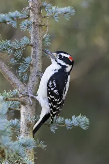 Hairy Woodpecker (Picoides villosus) male on Blue Atlas Cedar, Marion County, Illinois Hairy Woodpecker (Picoides villosus) male on Blue Atlas Cedar, Marion County, Illinois