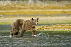 Images Dated 6th March 2000: Hallo Bay, Katmai National Park, Alaska, Brown bear, or Coastal Grizzly Bear, Ursus arctos