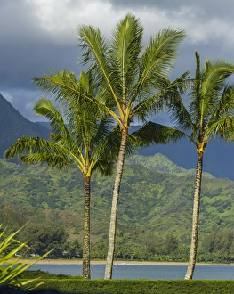 Hanalei Bay, Hawaii, Kauai, Pacific, Palm Trees Hanalei Bay, Hawaii, Kauai, Pacific, Palm Trees