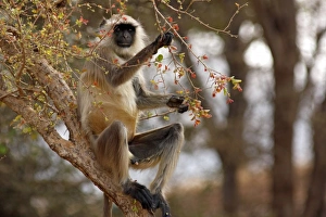 Hanuman Langoor feeding on flowers, Ranthambhor National Park, India Hanuman Langoor feeding on flowers, Ranthambhor National Park, India