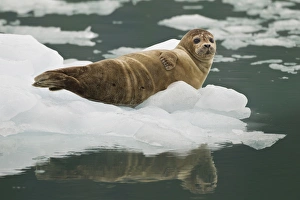A harbor seal hauls out on an iceberg near the face of the Chenega Glacier to thermoregulate A harbor seal hauls out on an iceberg near the face of the Chenega Glacier to thermoregulate