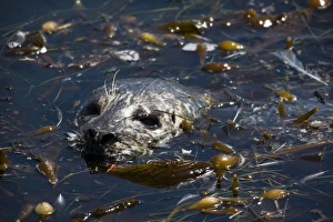 Harbor Seal (Phoca vitulina richardsi) resting in a kelp bed - Point Lobos State Reserve Harbor Seal (Phoca vitulina richardsi) resting in a kelp bed - Point Lobos State Reserve