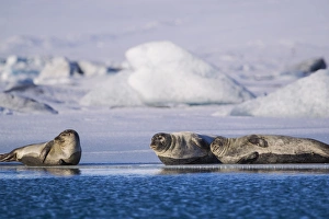 Harbor seals on ice flow at Jokulsarlon Lagoon in Iceland Harbor seals on ice flow at Jokulsarlon Lagoon in Iceland