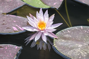 <b class=qtipBold><figcaption>Hardy Waterlily, USA</figcaption></b><br>Hardy Waterlily, Usa<br><em>© Lisa Engelbrecht / DanitaDelimont.com</em> Hardy Waterlily, USA