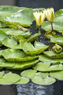 <b class=qtipBold><figcaption>Hardy Waterlily, USA</figcaption></b><br><em>© Lisa Engelbrecht / DanitaDelimont.com</em> Hardy Waterlily, USA