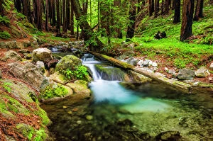 Verdant Gallery: Hare Creek and redwoods, Limekiln State Park, Big Sur, California USA