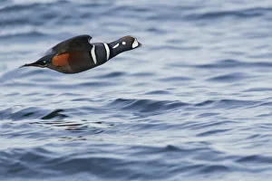 <b class=qtipBold><figcaption>Harlequin Drake</figcaption></b><br><em>© Ken Archer / DanitaDelimont.com</em> Harlequin Drake