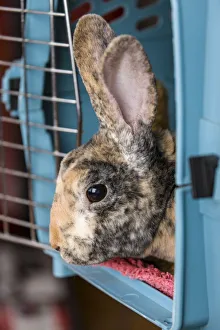 Harlequin Mini Rex pet rabbit in a pet carrier Harlequin Mini Rex pet rabbit in a pet carrier