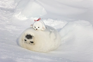 Harp seal pup and stuff seal toy on ice, Iles de la Madeleine, Quebec, Canada Harp seal pup and stuff seal toy on ice, Iles de la Madeleine, Quebec, Canada