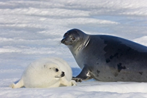 Harp seals, mother with cub on ice, Iles de la Madeleine, Quebec, Canada Harp seals, mother with cub on ice, Iles de la Madeleine, Quebec, Canada