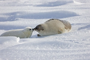Harp seals, mother with pup, on ice, Iles de la Madeleine, Quebec, Canada Harp seals, mother with pup, on ice, Iles de la Madeleine, Quebec, Canada
