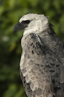 Harpy Eagle (Harpia harpyja). CAPTIVE. Gabaro Huaorani Indian Community Harpy Eagle (Harpia harpyja). CAPTIVE. Gabaro Huaorani Indian Community